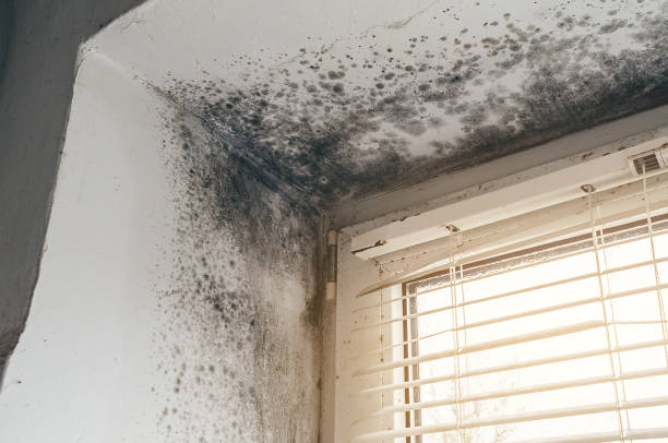 Affordable Attic Mold Remediation solutions in Milliken, CO