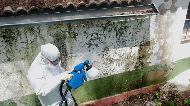 Top rated local Attic Mold Remediation specialists in Milliken, CO